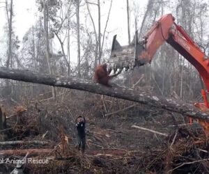 Sadness As An Orangutan Tries To Fight The Digger Destroying Its Habitat