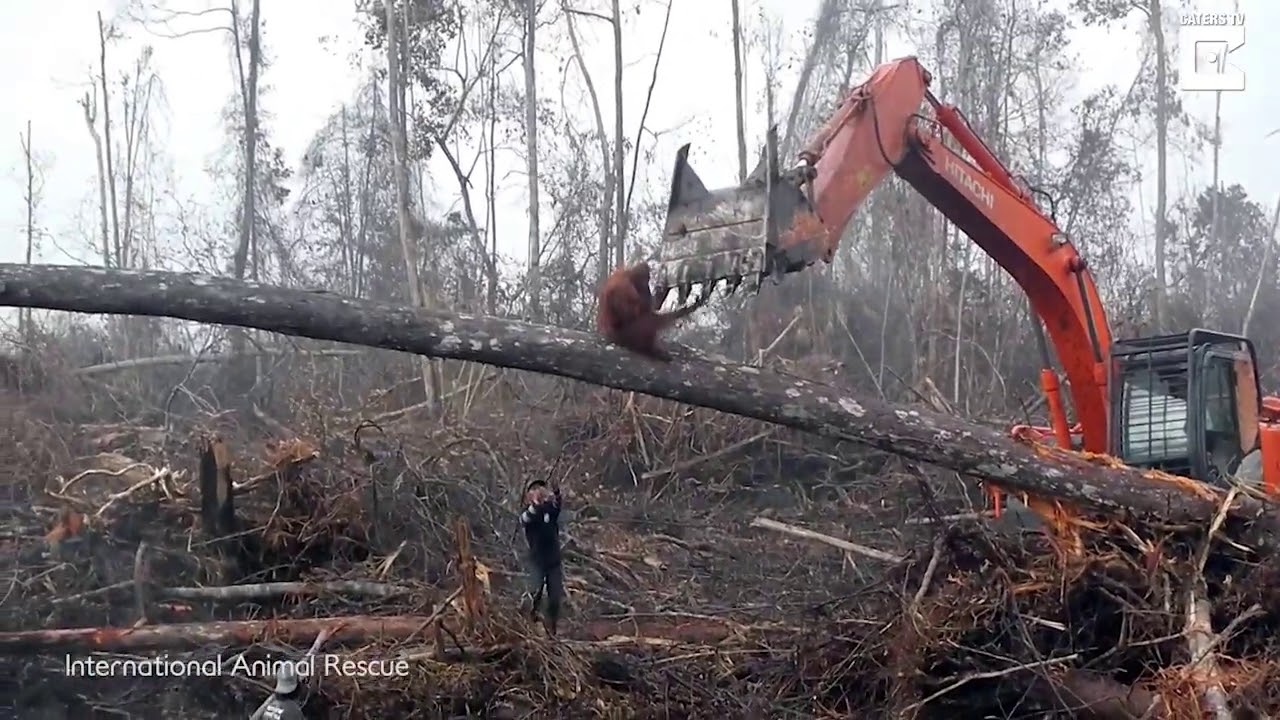 Sadness As An Orangutan Tries To Fight The Digger Destroying Its Habitat